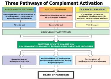 Three pathways of complement activation diagram