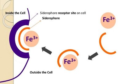 Siderophore iron acquisition diagram