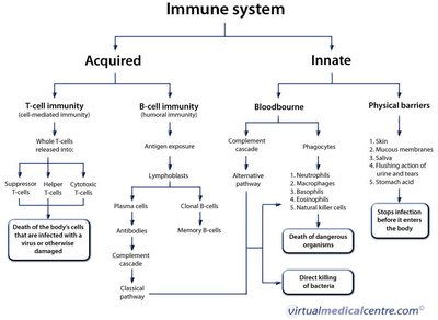 Immune system overview diagram