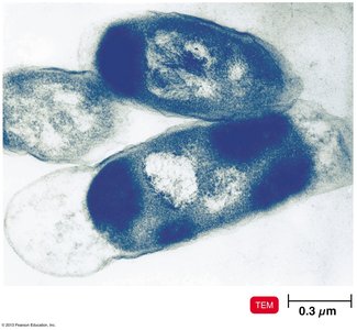 Indigo-producing E. coli bacteria