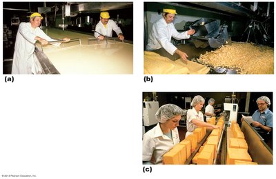 Making cheddar cheese