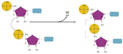 Phosphodiester bond formation in RNA