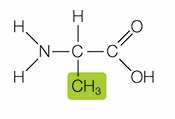 Amino acid with methyl side chain