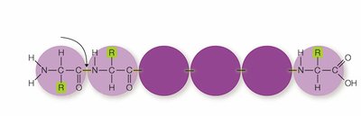 Primary structure of protein