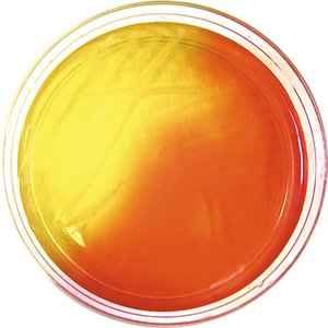 Phenol red indicator in a petri dish