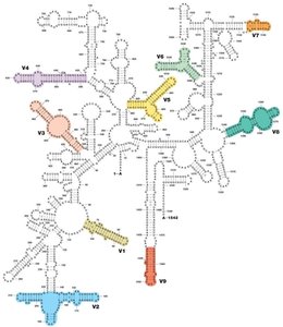 Secondary structure of SSU rRNA with variable regions highlighted