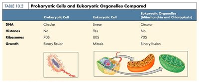 Table comparing prokaryotic cells and eukaryotic organelles