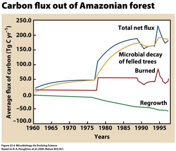 Carbon flux out of Amazonian forest