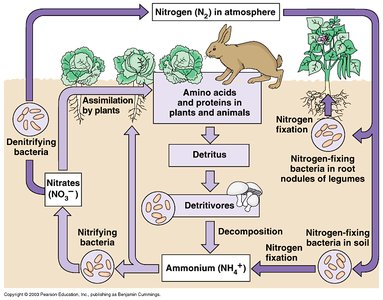 Nitrogen cycle diagram