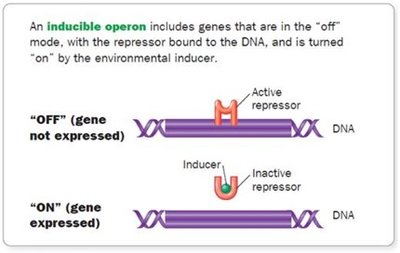 Inducible operon diagram