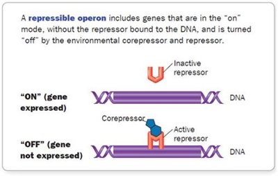 Repressible operon diagram