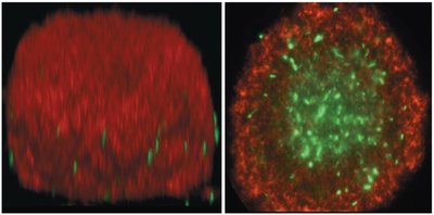 Fluorescent micrograph of biofilm with GFP-expressing bacteria