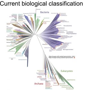 Modern phylogenetic tree of life