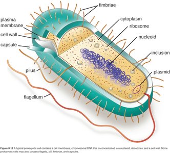 Diagram of a typical prokaryotic cell