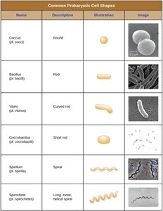 Table of common prokaryotic cell shapes