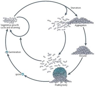 Bacterial life cycle diagram including fruiting body formation