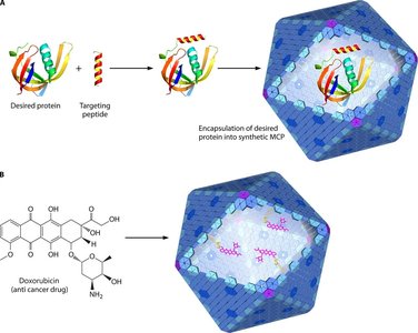 Diagram showing biotechnological applications of microcompartments