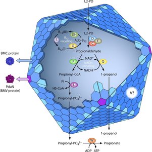 Diagram of metabolosome for 1,2-propanediol catabolism