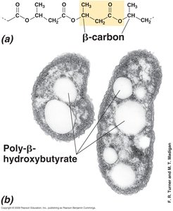 Poly-β-hydroxybutyrate inclusions in bacteria