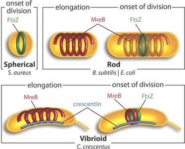 Diagram showing FtsZ, MreB, and crescentin roles in different bacterial shapes