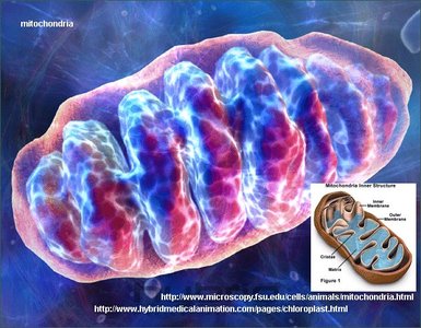 Diagram of mitochondrion structure