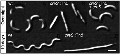 Microscopy images showing wild-type and mutant cell shapes