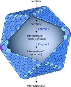 Diagram of bacterial microcompartment structure and function