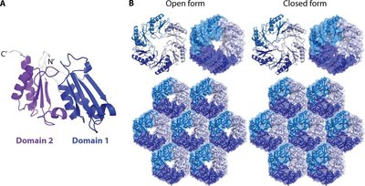 Protein structure and assembly of microcompartment shells