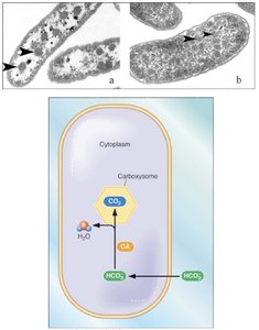 Diagram and electron micrograph of carboxysome in Thiobacillus