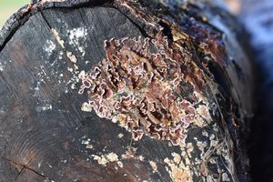 Chondrostereum purpureum on wood