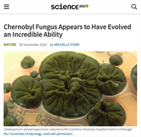 Chernobyl fungus growing in petri dish