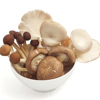 Various edible mushrooms