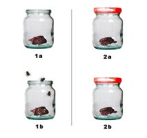 Redi's experiment with jars of meat