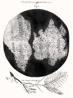 Hooke's drawing of cork cells