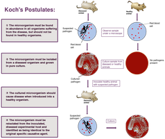 Diagram of Koch's postulates