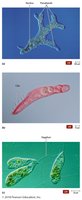 Microscopic images of various protozoa