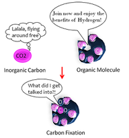 Carbon fixation diagram