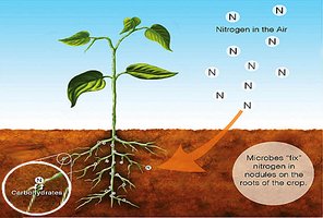 Nitrogen fixation in plants