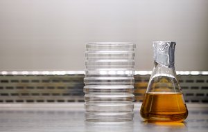 Petri plates and broth