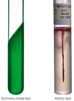 Slant and motility test tubes