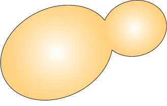 Budding in yeast