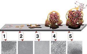 Biofilm formation stages