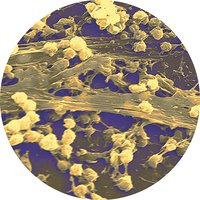 Biofilm on a surface