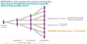 Generation time calculation for E. coli