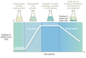 Bacterial growth curve phases