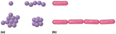 Bacterial shapes and arrangements: cocci and bacilli