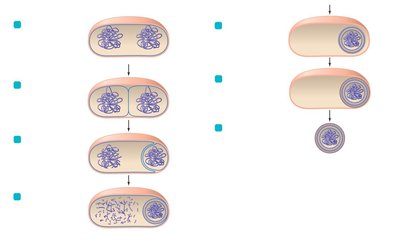 Steps in endospore formation