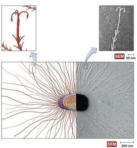 Archaeal hami structure