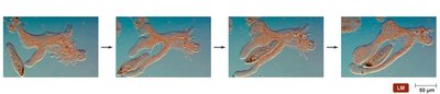 Endocytosis by an amoeba
