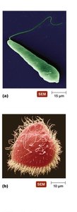 Eukaryotic flagella and cilia